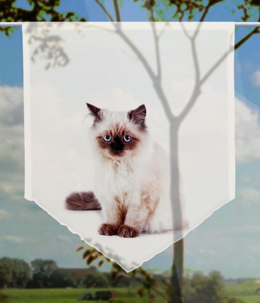 Majesti Katzenbaby, Scheibenhänger spitz